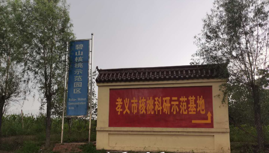 孝義農(nóng)產(chǎn)品大市場(chǎng)丨力爭(zhēng)讓孝義核桃插上翅膀，飛向全國(guó)！