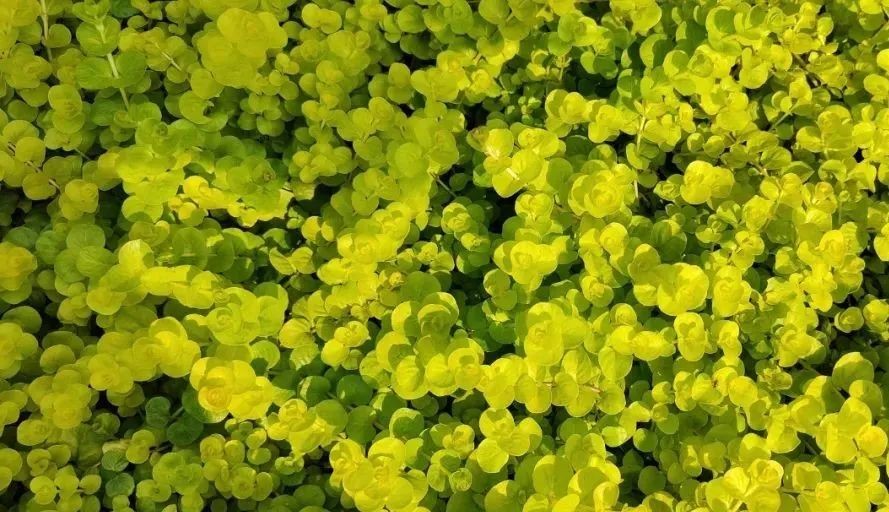 未來5年，農(nóng)業(yè)產(chǎn)業(yè)8大投資重點在哪里？